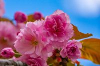 Paris - Montmartre im Frühling