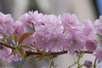 Paris - Montmartre im Frühling