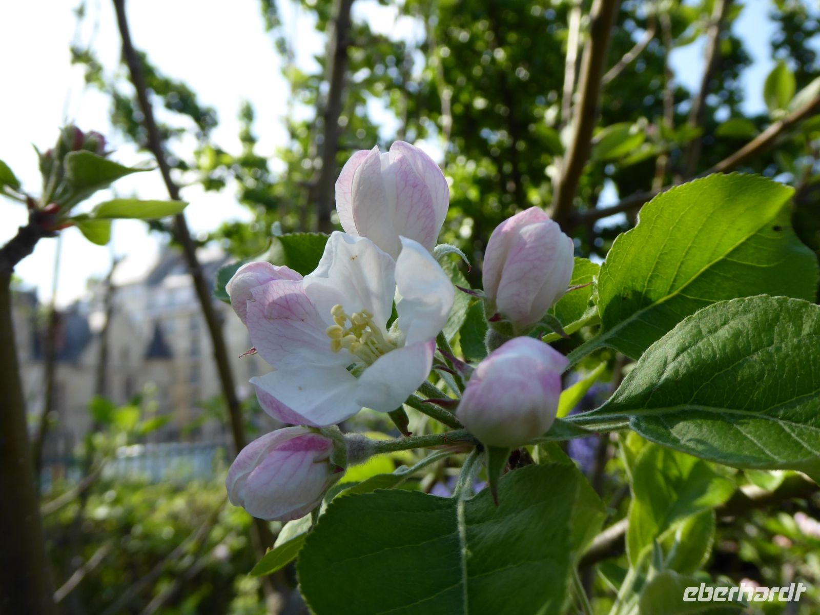 Tag 4 01.05.2023  Stadtbummel im Marais, Apfelblüte
