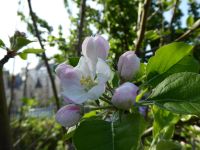 Tag 4 01.05.2023  Stadtbummel im Marais, Apfelblüte