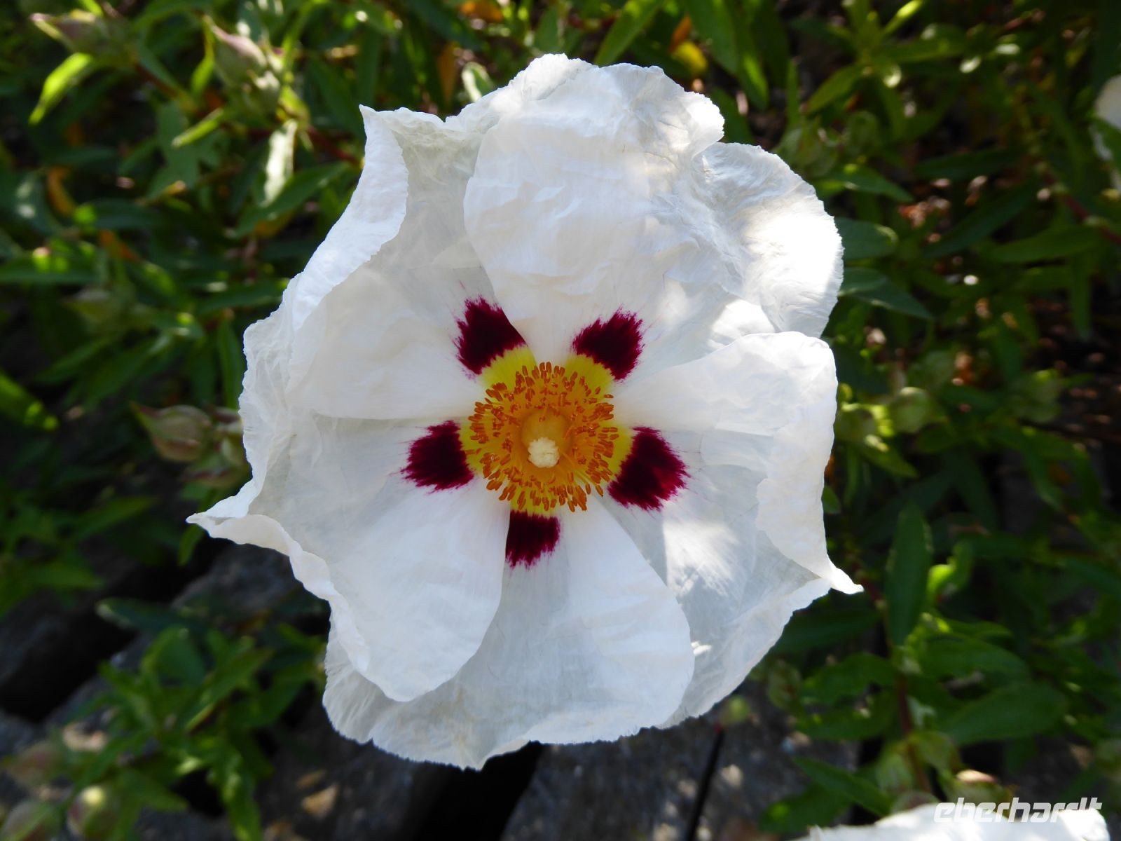 Tag 4 01.05.2023  Stadtbummel im Marais, Wildrose