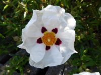 Tag 4 01.05.2023  Stadtbummel im Marais, Wildrose