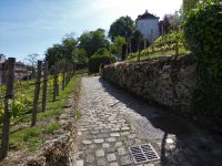 Tag 5 02.05.2023  geführter Entdeckerspaziergang über den Montmartre, Weinberg