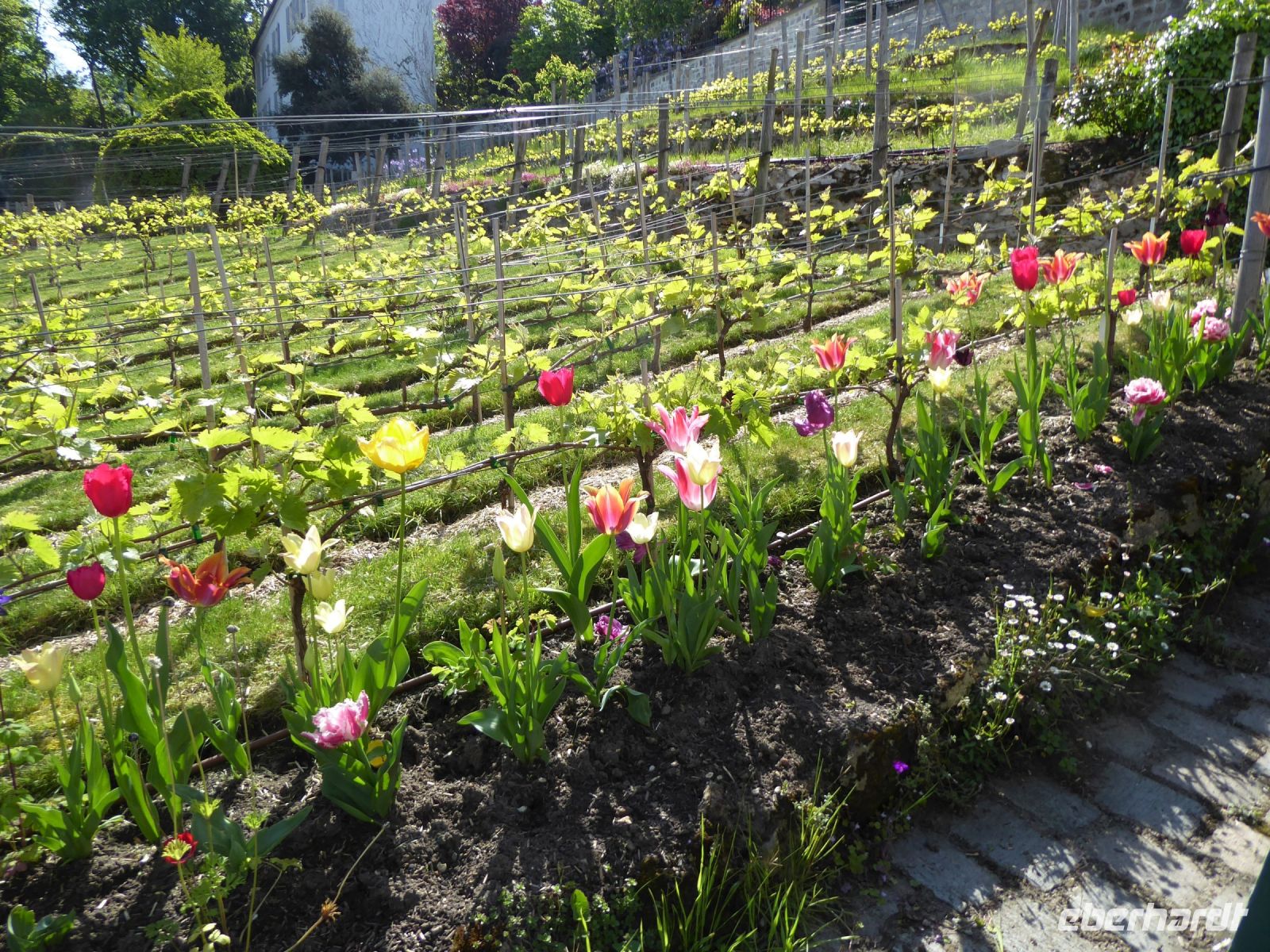 Tag 5 02.05.2023  geführter Entdeckerspaziergang über den Montmartre, Weinberg