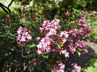 Tag 6 04.05.2023 Spaziergang am Morgen im Jardin de Luxembourg