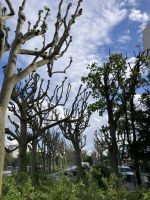 Plantanenallee ordentlich gestützt