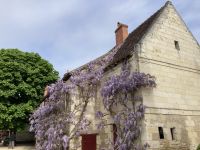 Blauregen hat Hochsaison 