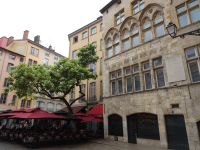 der älteste Baum in der Altstadt von Lyon