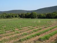 noch nicht blühendes Lavendelfeld