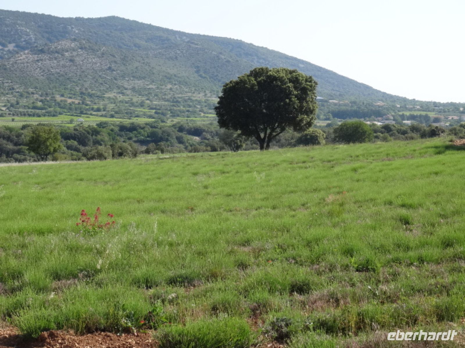 noch nicht blühendes Lavendelfeld