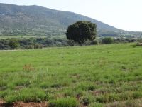 noch nicht blühendes Lavendelfeld