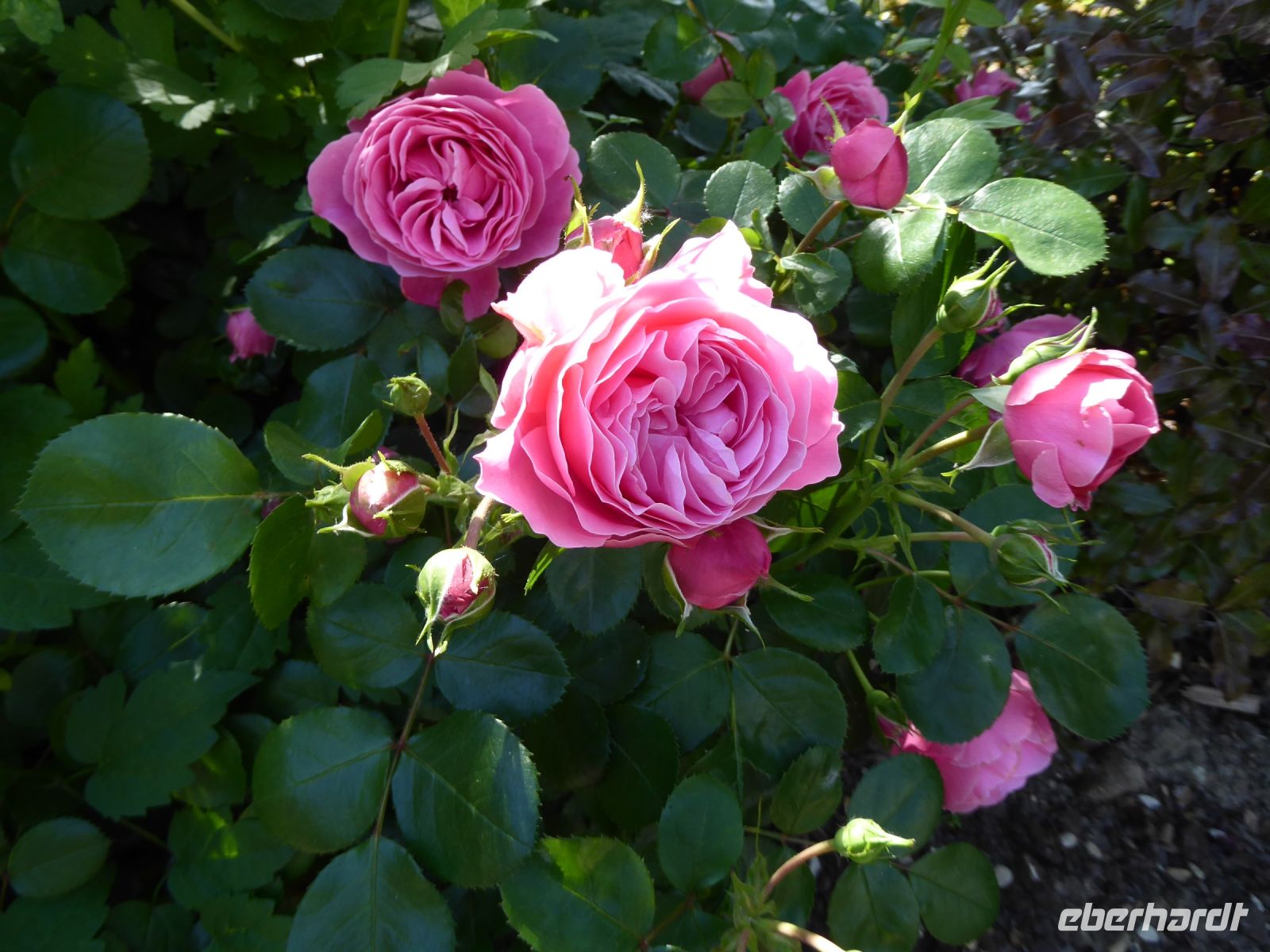 Tag 4 30.05.2023 Spaziergang im Marais