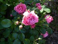 Tag 4 30.05.2023 Spaziergang im Marais