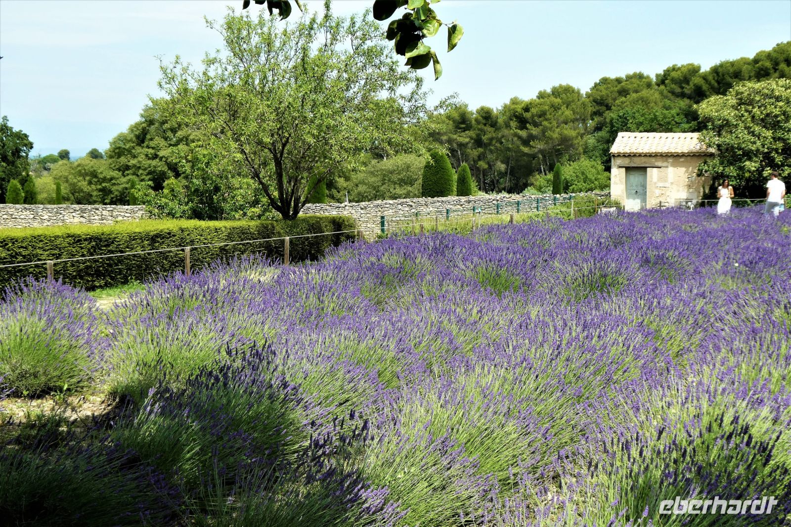 Lavendelgarten der Abtei St.Paul in Mausole