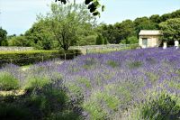 Lavendelgarten der Abtei St.Paul in Mausole