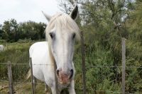 Camargue-Pferd