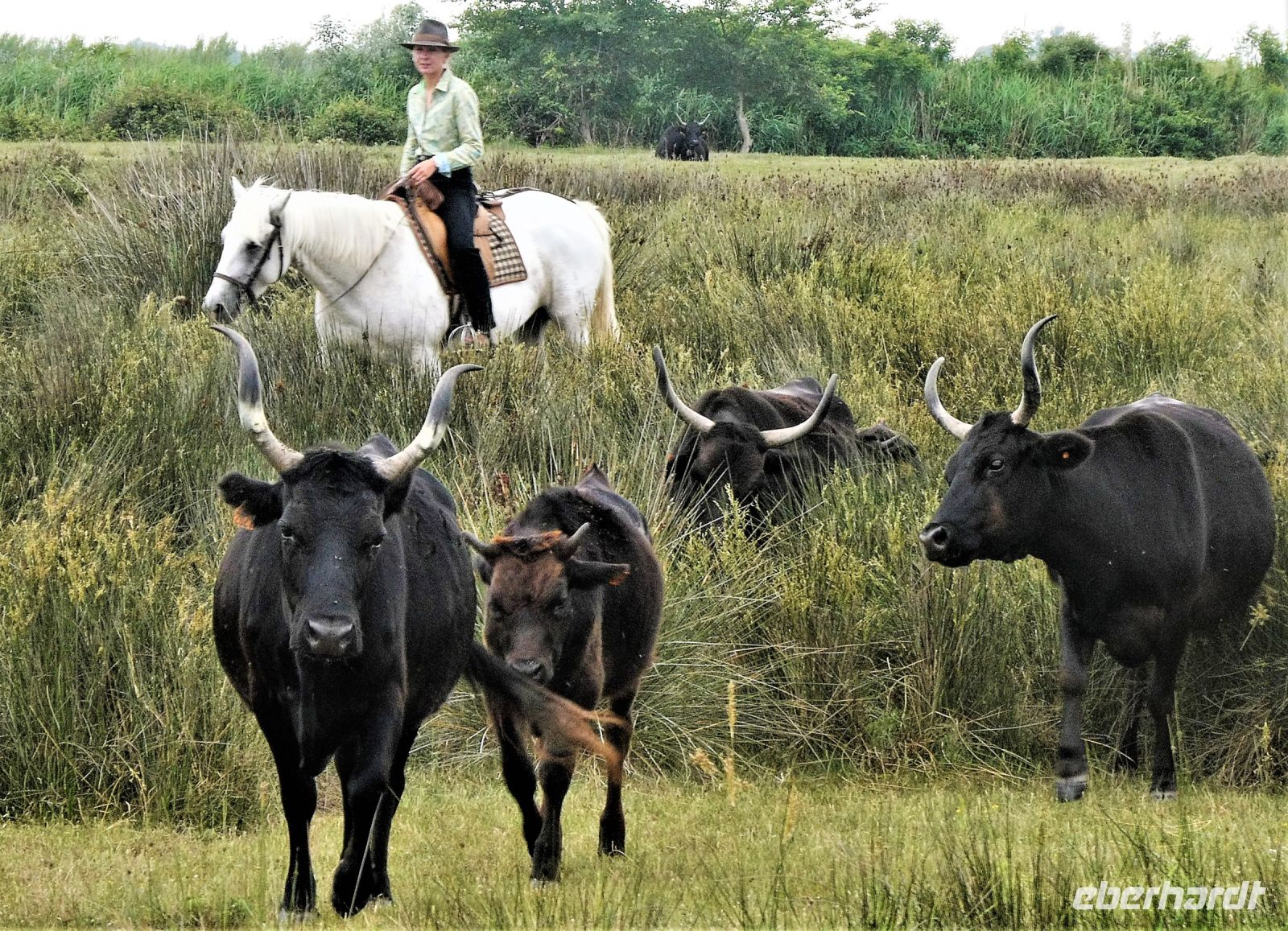 Stefanie mit ihrem Harem