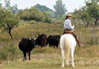 sie gehorchen vom Pferderücken aus