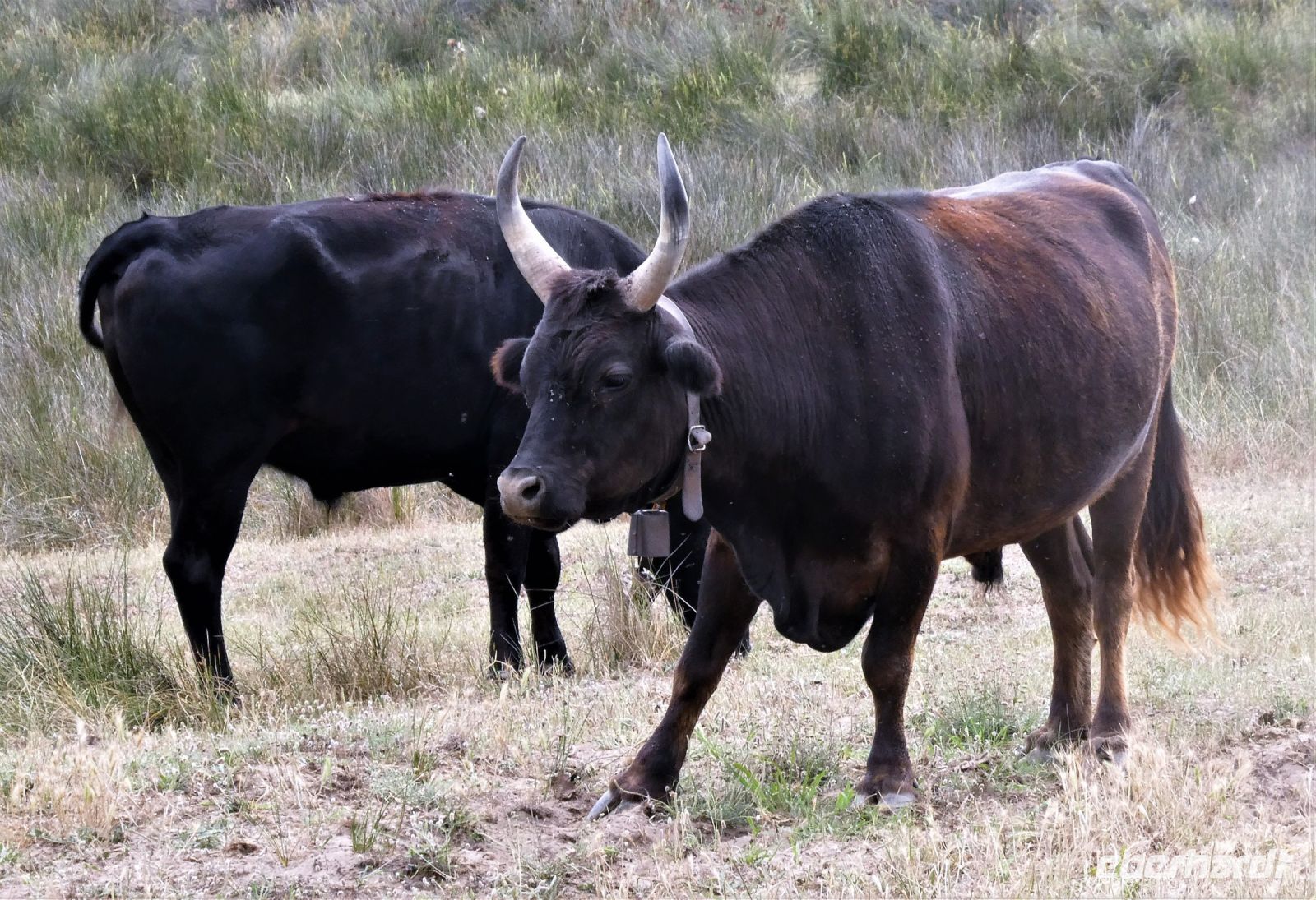 geballte Kraft mit Hörnern nach oben