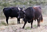 geballte Kraft mit Hörnern nach oben