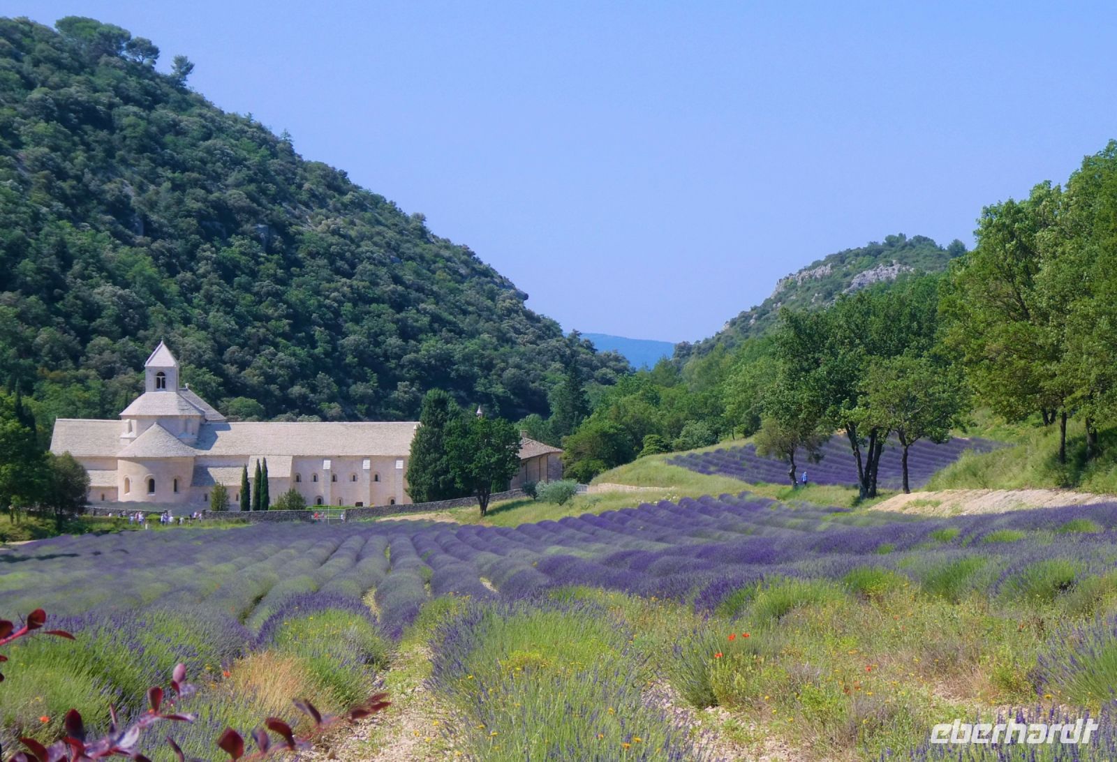Lavendelfeld und Kloster Senanque