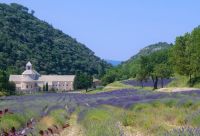 Lavendelfeld und Kloster Senanque