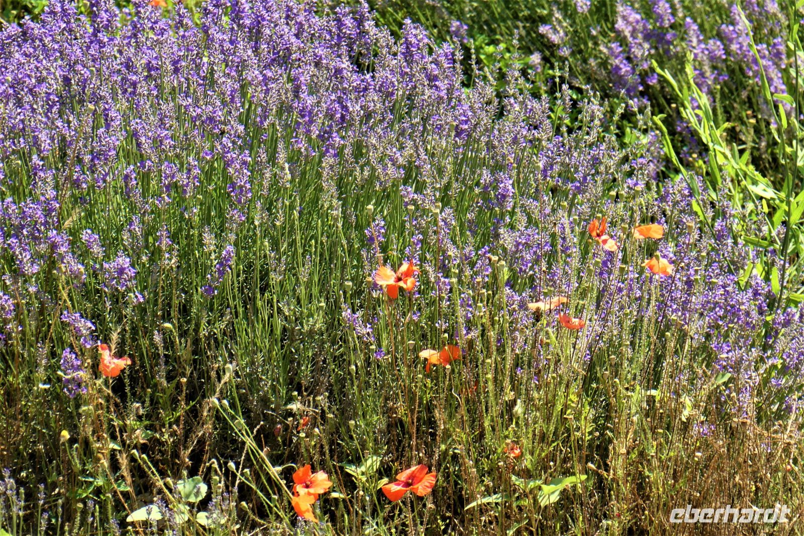 Lavendelblau und Mohnrot