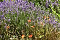 Lavendelblau und Mohnrot