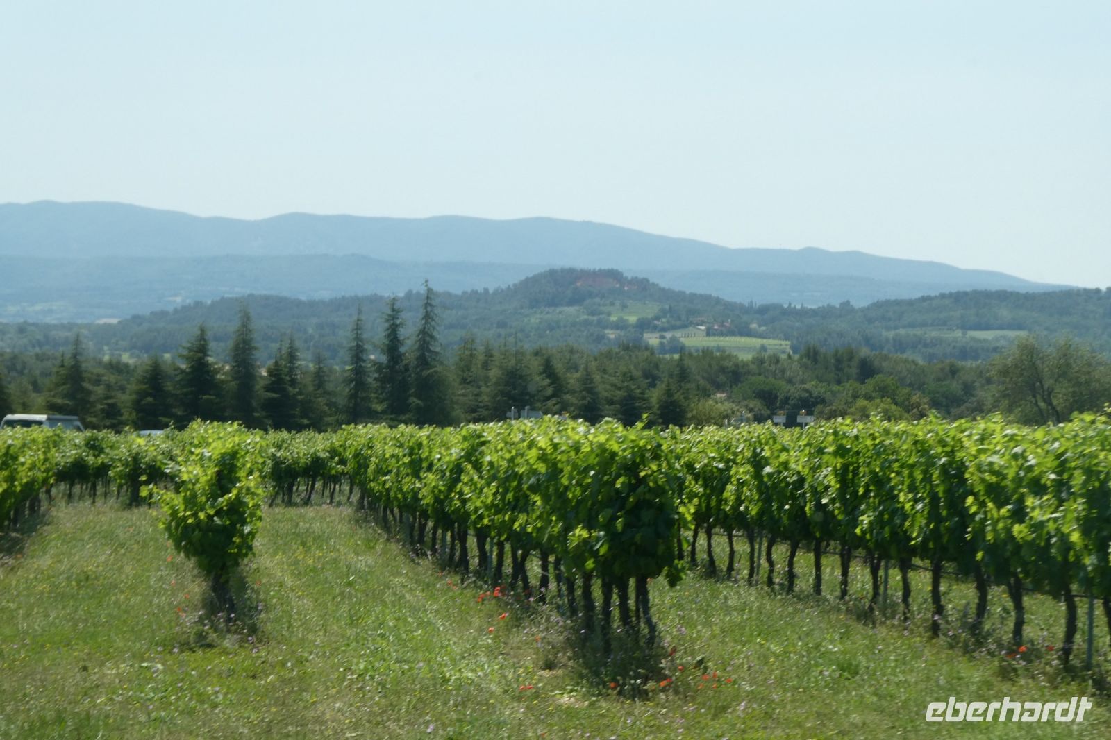Weinberge bei Gordes