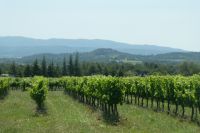 Weinberge bei Gordes