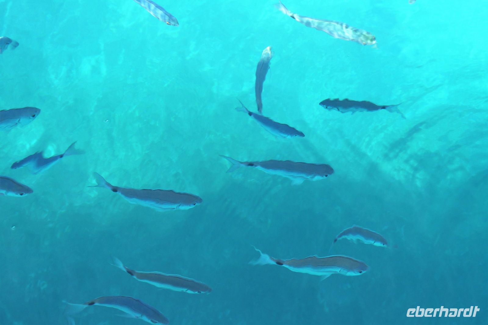 Fischlein im klaren Wasser