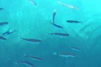 Fischlein im klaren Wasser