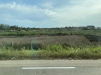 Landschaft der Camargue mit weißem Pferd