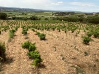Südfrankreich ohne Wein - pas possible!