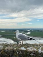Möwe am Mont Saint-Michel