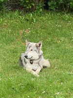 Wolfshund in Locronan