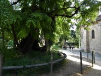 Tag 1 Entdeckerspaziergang, älteste Robinie von Paris