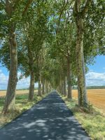 Allee bei Vaux-le-Vicomte