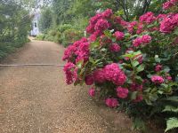 Blütenmeer aus Hortensien im Jardin Francois