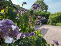 Blütenmeer aus Hortensien