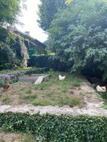 Claude Monets Poulets