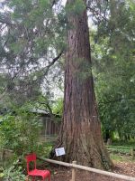 Der berühmte Riesenmammutbaum