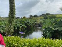 Der große Teich mit Pampasgraslöwenmähne