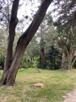 George, einer der drei Schlosshunde