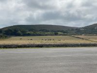 Hier weiden immer noch Kühe