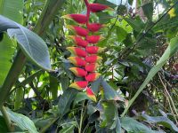 Papageien-Hummerschere oder Helikonie