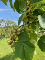 Blauglockenbaum (Paulownia) mit Samenkapseln