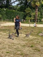 Lemurenfütterung im Zoo von Champrepus