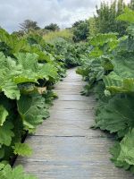 Riesenrhabarber aus Brasilien