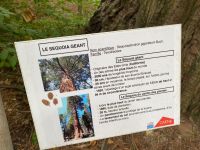 Tafel am Riesenmammutbaum